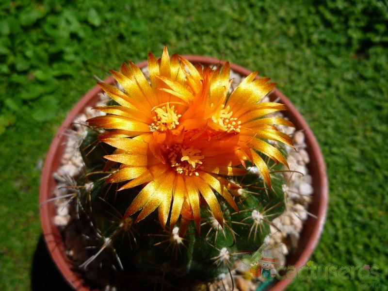 A photo of Parodia schwebsiana