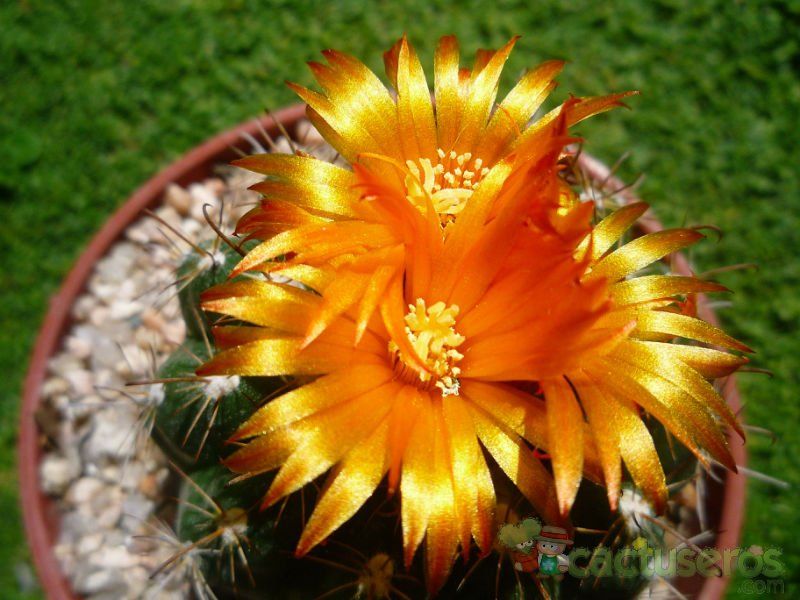 A photo of Parodia schwebsiana