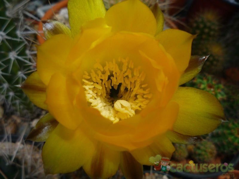 Una foto de Echinopsis aurea