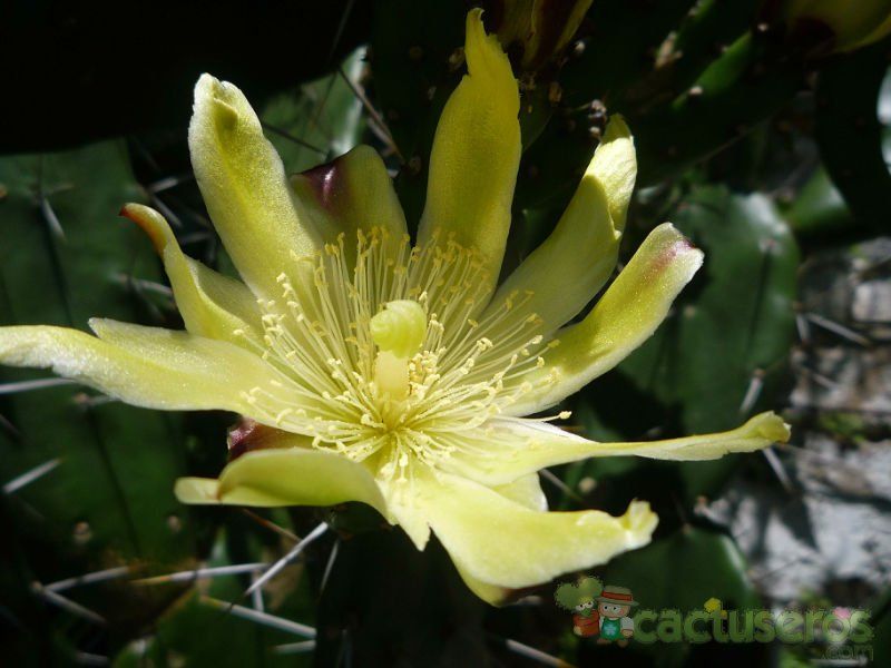 Una foto de Opuntia arechavaletae