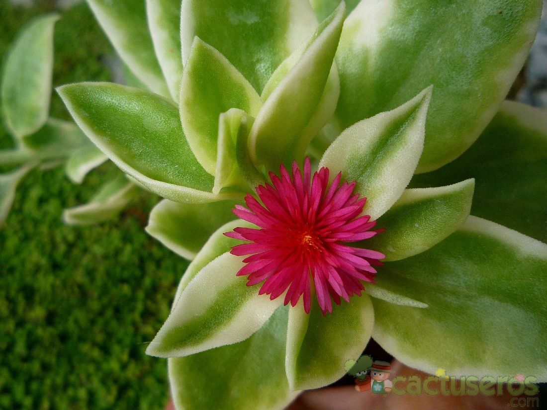 A photo of Mesembryanthemum cordifolium fma. variegada