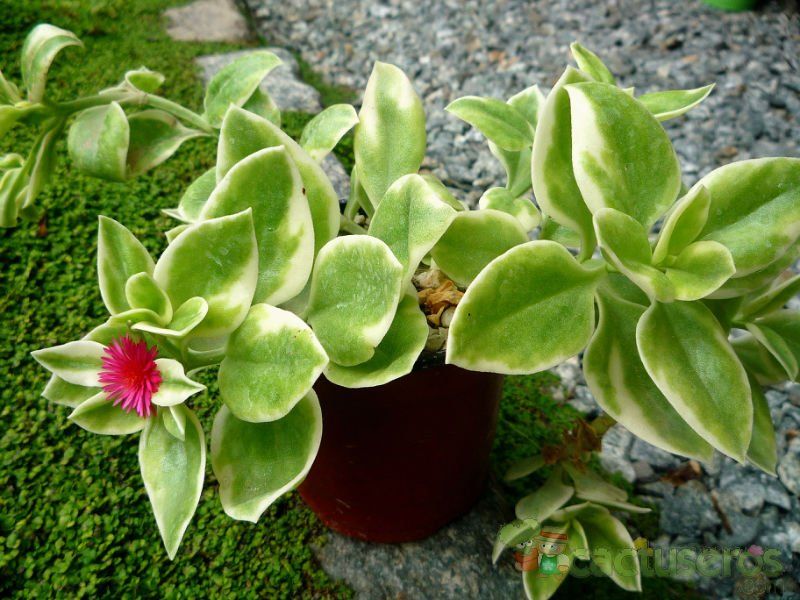 A photo of Mesembryanthemum cordifolium fma. variegada