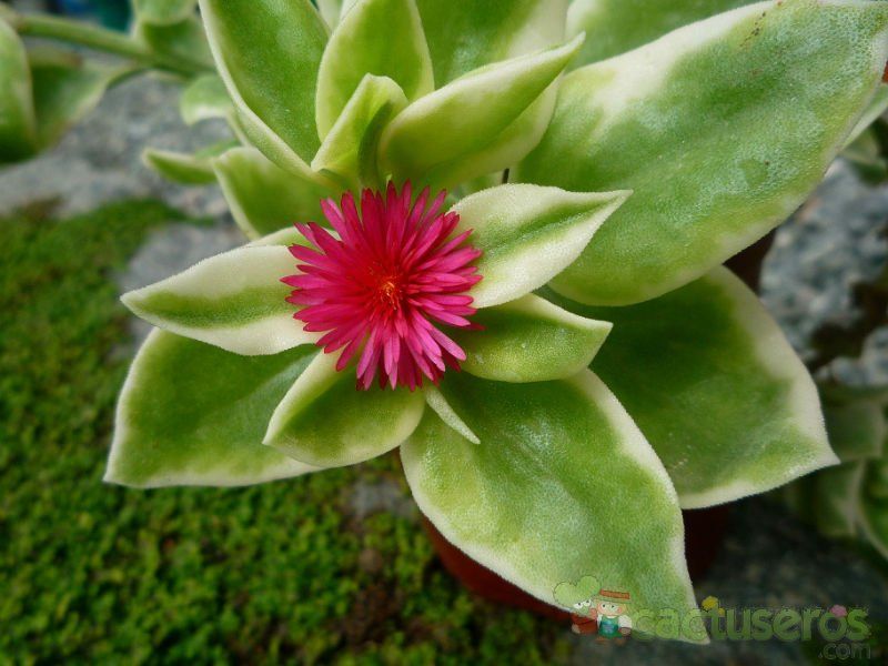 A photo of Mesembryanthemum cordifolium fma. variegada
