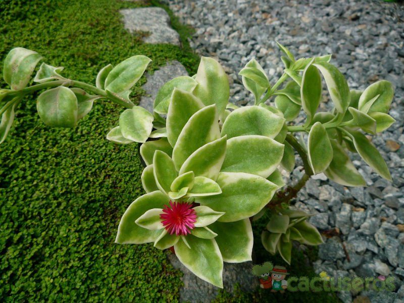 A photo of Mesembryanthemum cordifolium fma. variegada