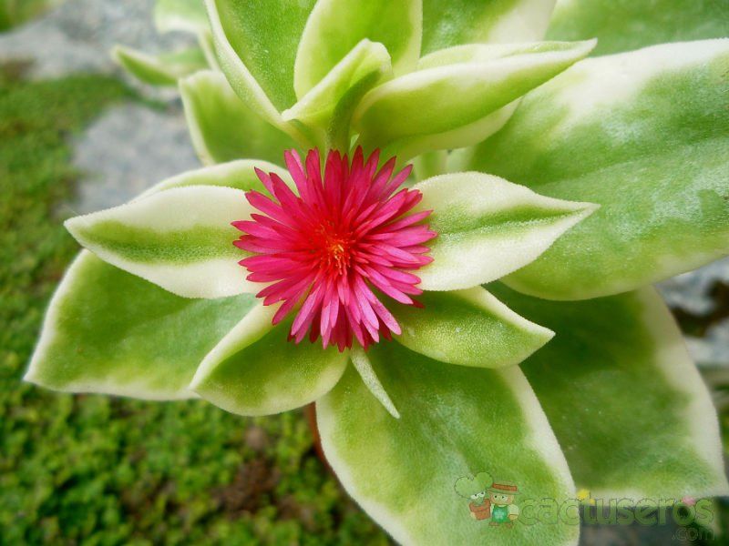 A photo of Mesembryanthemum cordifolium fma. variegada