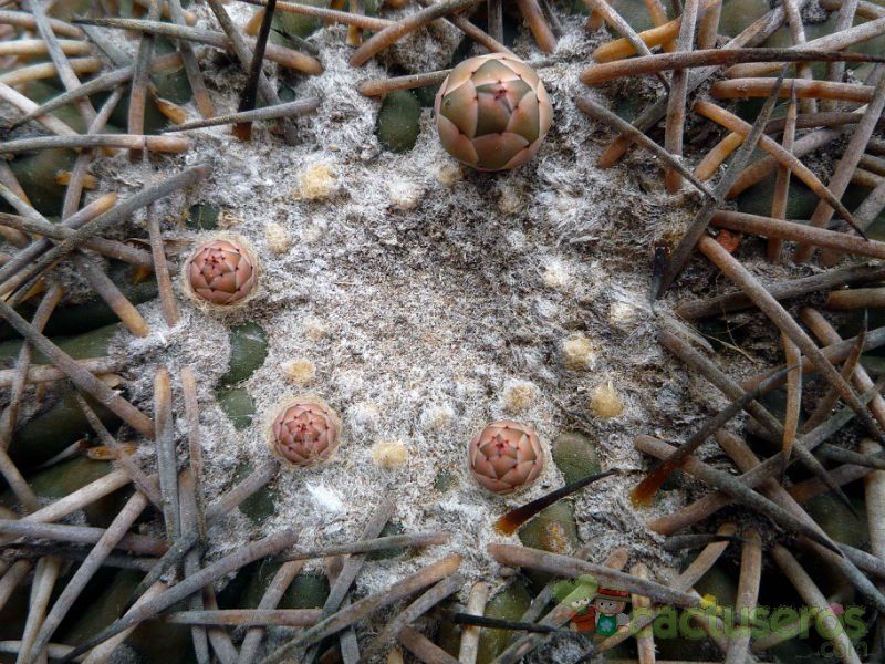 Una foto de Gymnocalycium spegazzinii