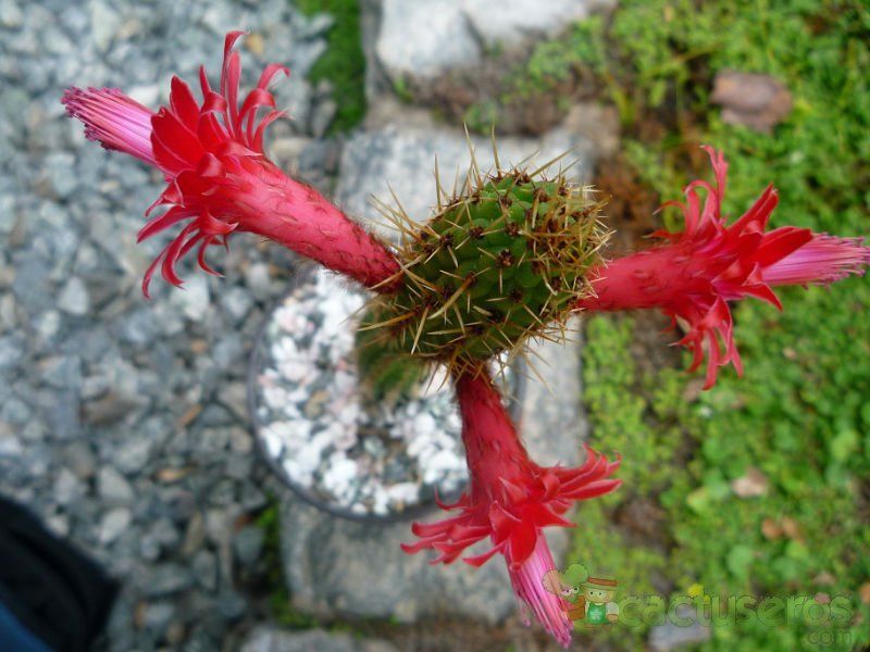 Una foto de Cleistocactus samaipatanus