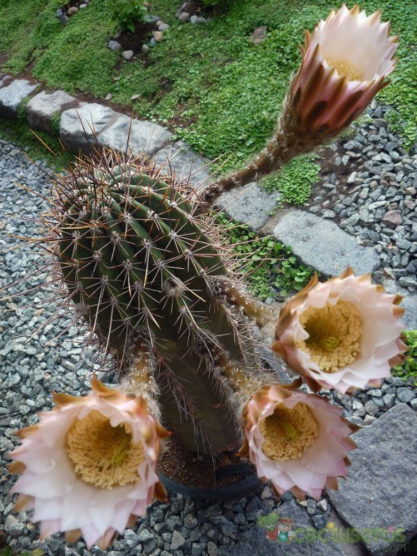 Una foto de Echinopsis leucantha