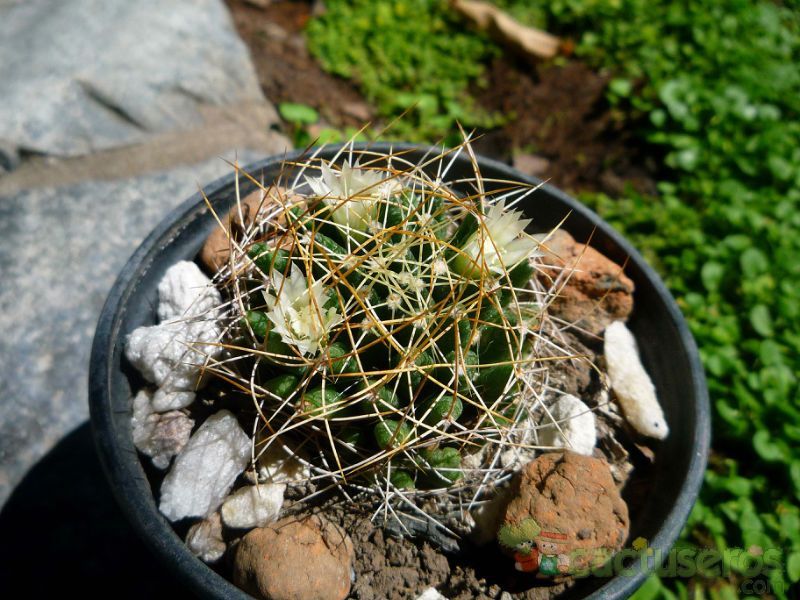 A photo of Mammillaria decipiens ssp. camptotricha
