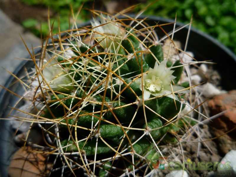 A photo of Mammillaria decipiens ssp. camptotricha