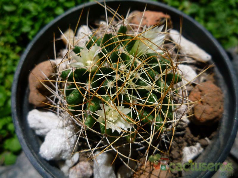 A photo of Mammillaria decipiens ssp. camptotricha