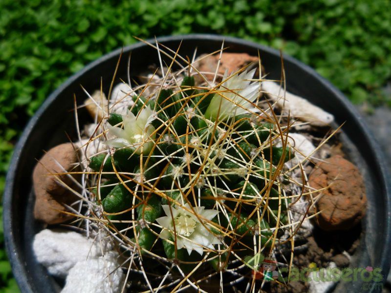A photo of Mammillaria decipiens ssp. camptotricha