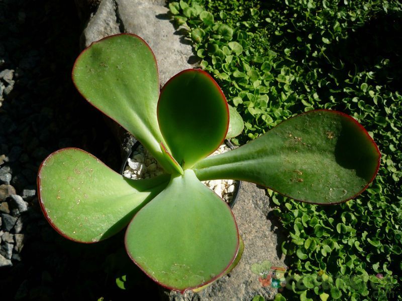 A photo of Echeveria gigantea  