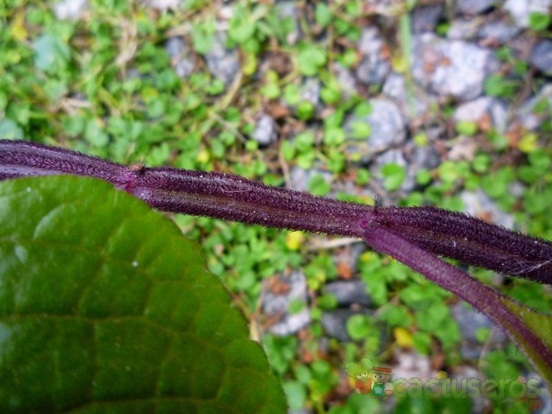 A photo of Plectranthus ciliatus  