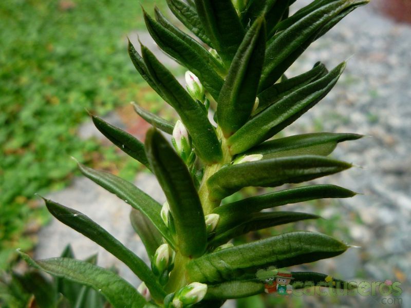 A photo of Orostachys japonica