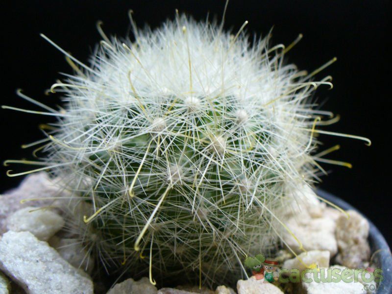 Una foto de Mammillaria senilis