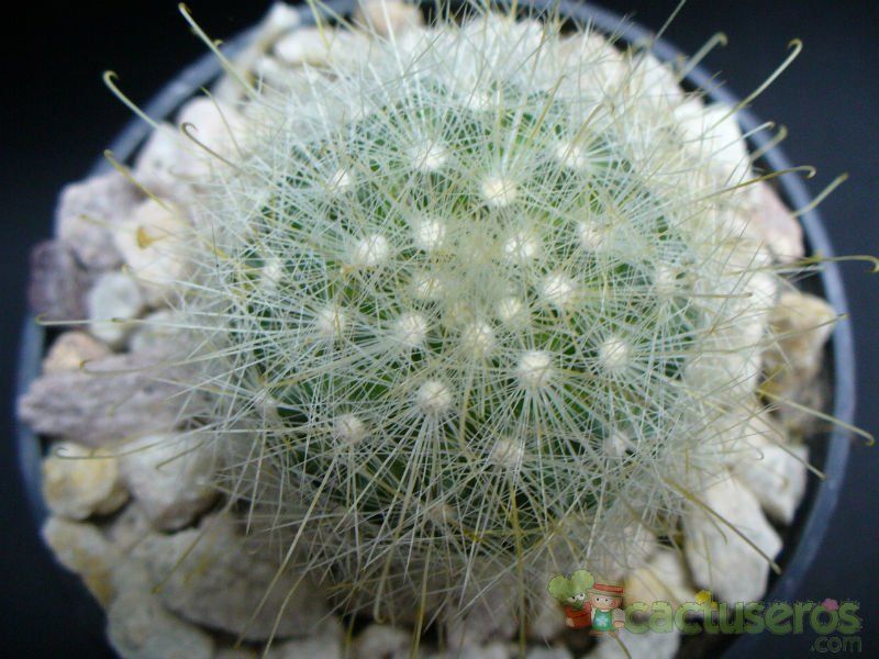 Una foto de Mammillaria senilis