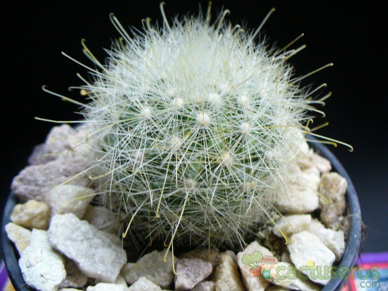 Una foto de Mammillaria senilis