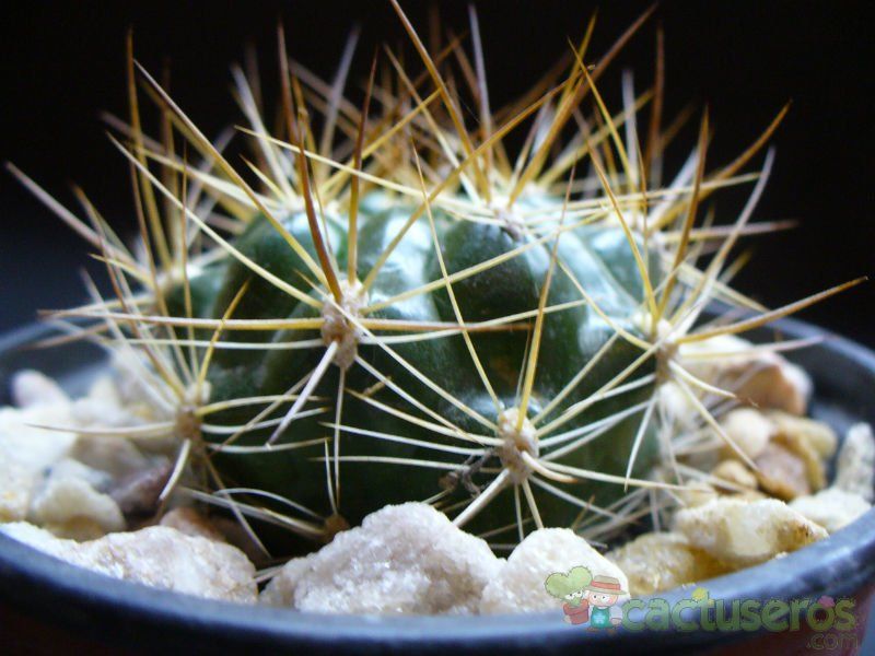 A photo of Weingartia neocumingii