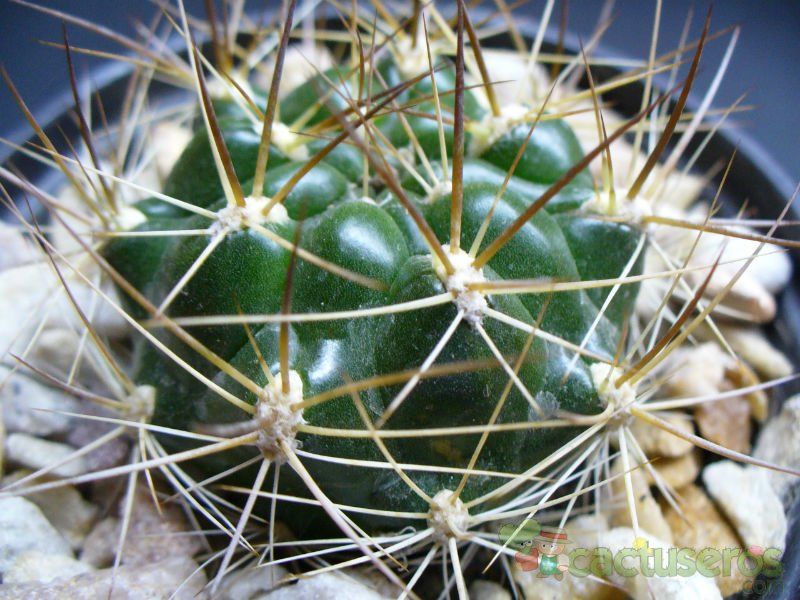 A photo of Weingartia neocumingii