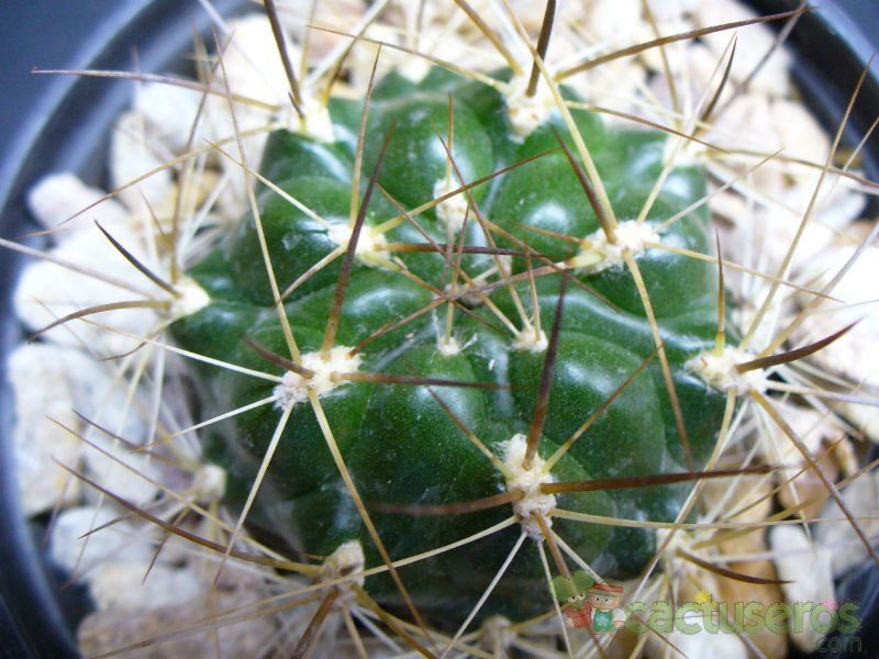 A photo of Weingartia neocumingii