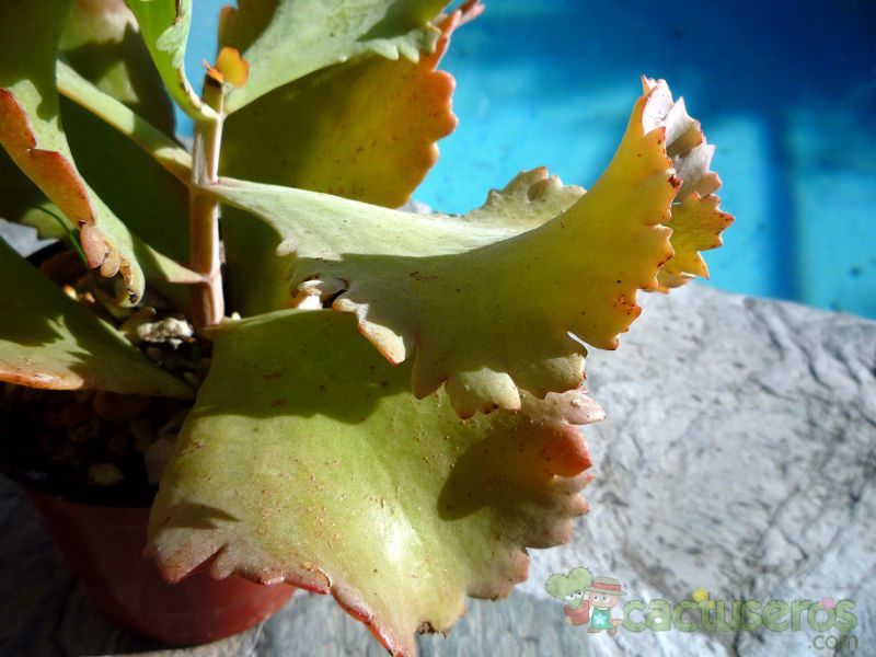 Una foto de Kalanchoe cv. Krinkle Red