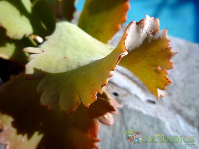 A photo of Kalanchoe cv. Krinkle Red