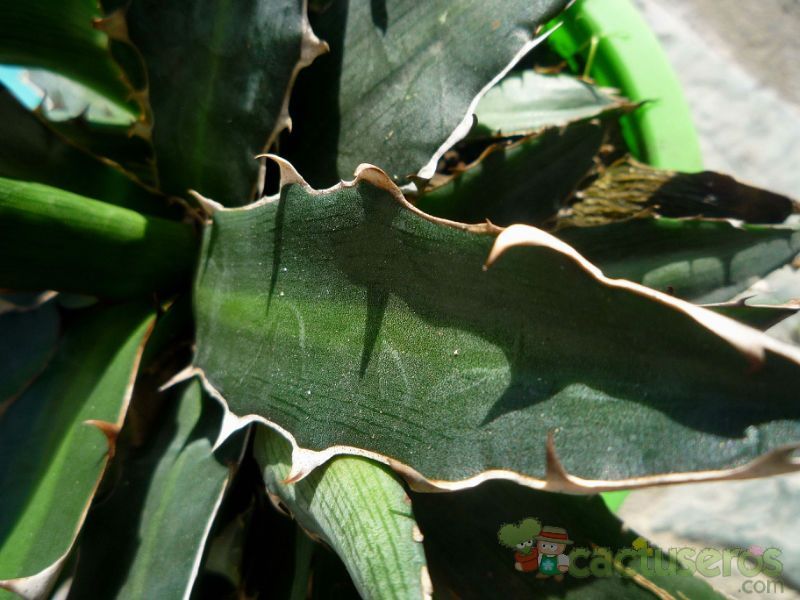 Una foto de Agave xylonacantha