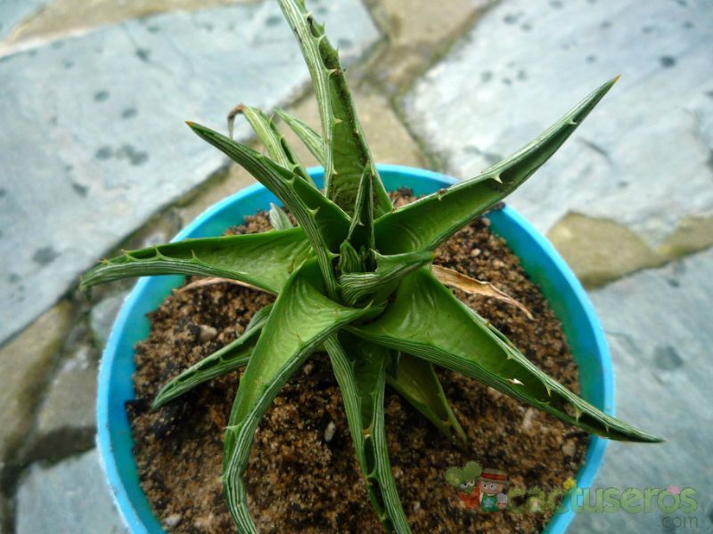 A photo of Dyckia brevifolia