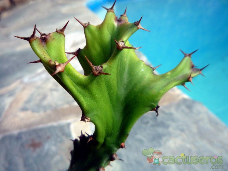 A photo of Euphorbia tortilis