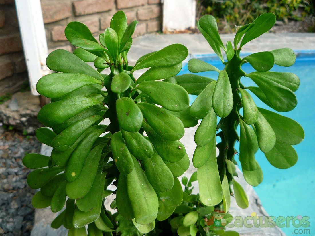 Una foto de Euphorbia abyssinica  