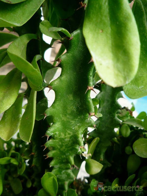 A photo of Euphorbia abyssinica  