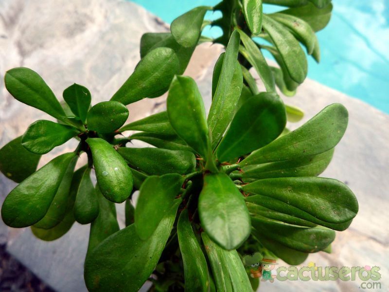 Una foto de Euphorbia abyssinica  