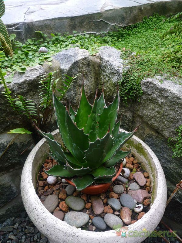 A photo of Agave montana  