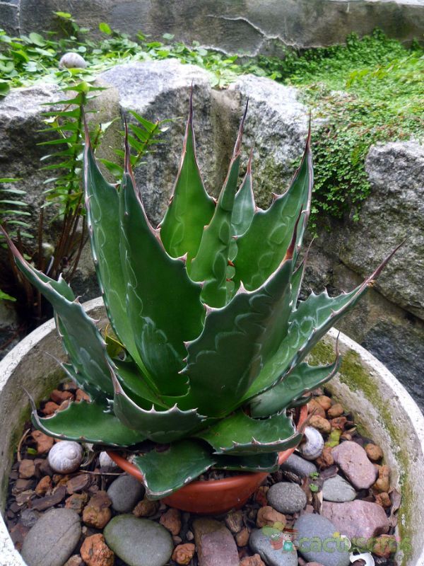 A photo of Agave montana  