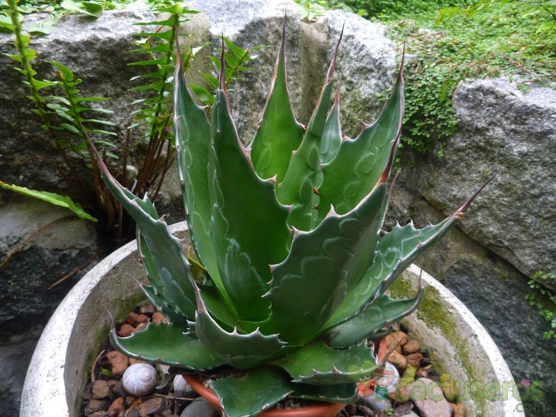 A photo of Agave montana  