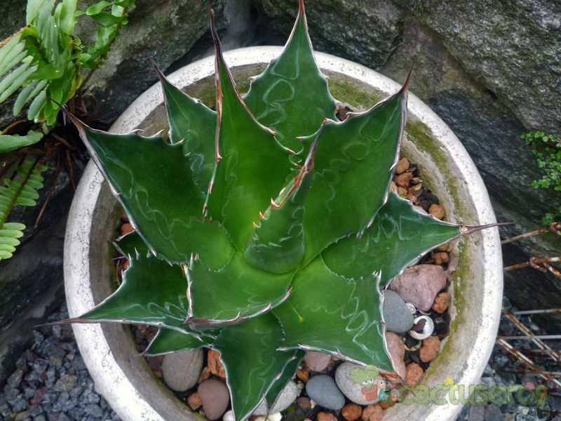 A photo of Agave montana  