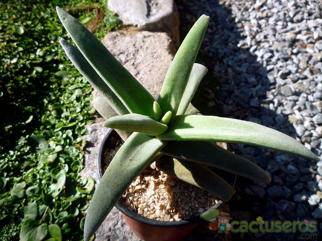 A photo of Crassula perfoliata