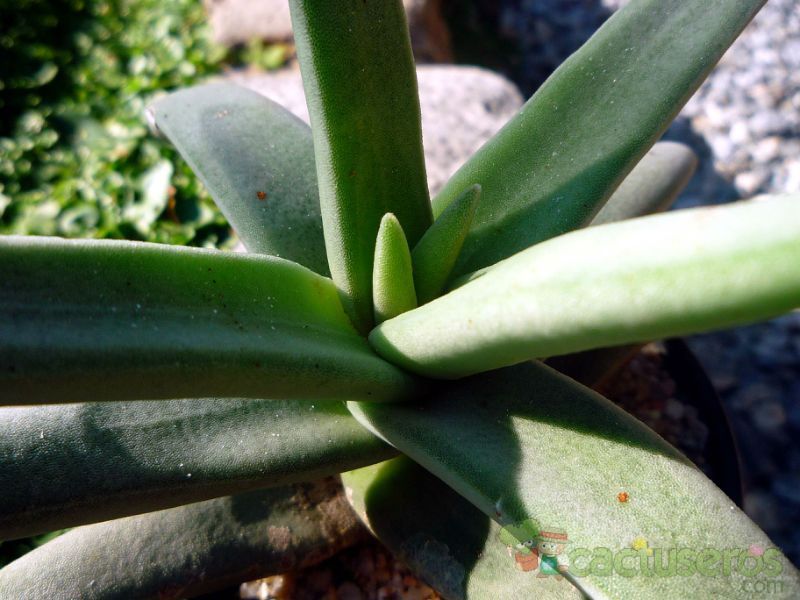 A photo of Crassula perfoliata