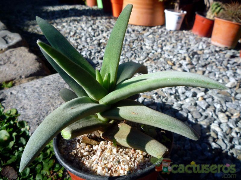 A photo of Crassula perfoliata