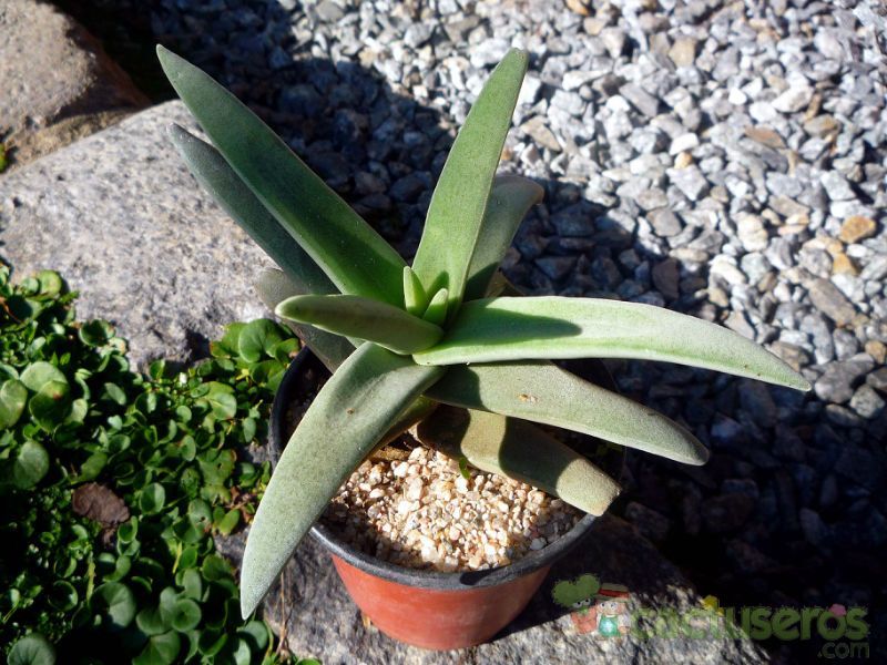 A photo of Crassula perfoliata