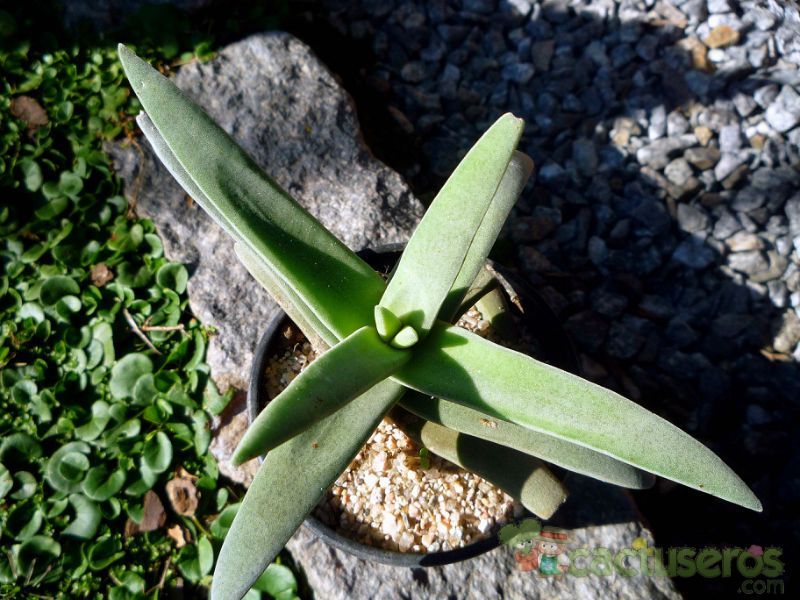 A photo of Crassula perfoliata