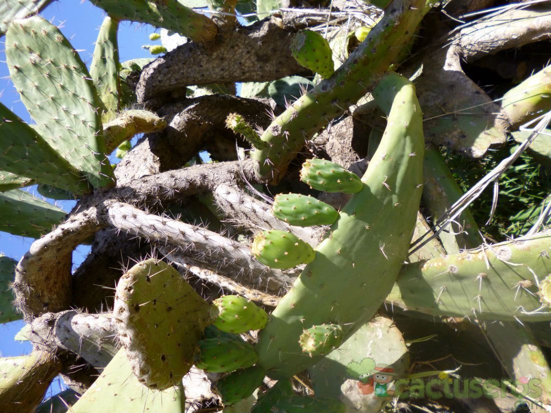 Una foto de Opuntia maxima  