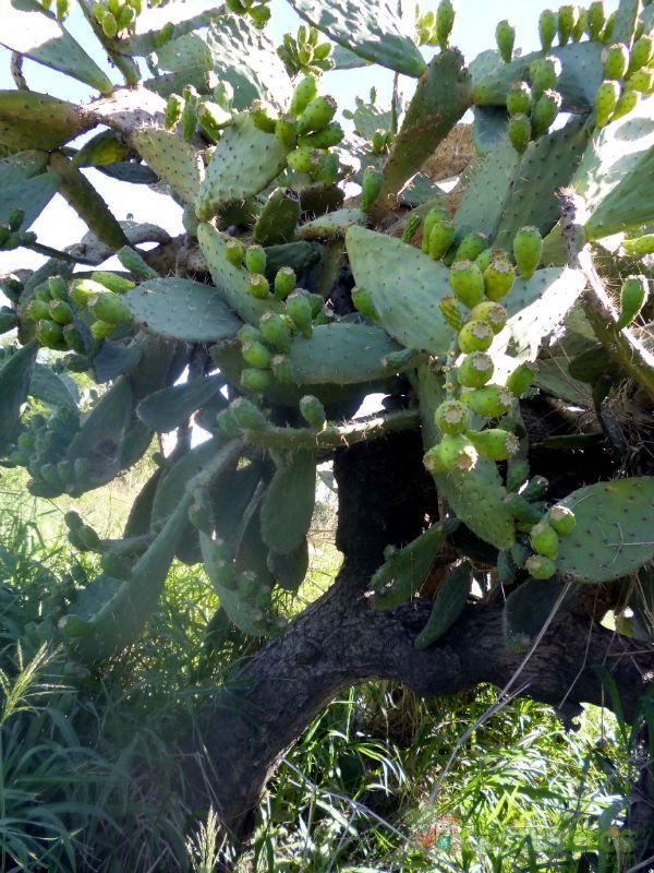 Una foto de Opuntia maxima  