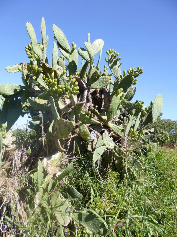 Una foto de Opuntia maxima  