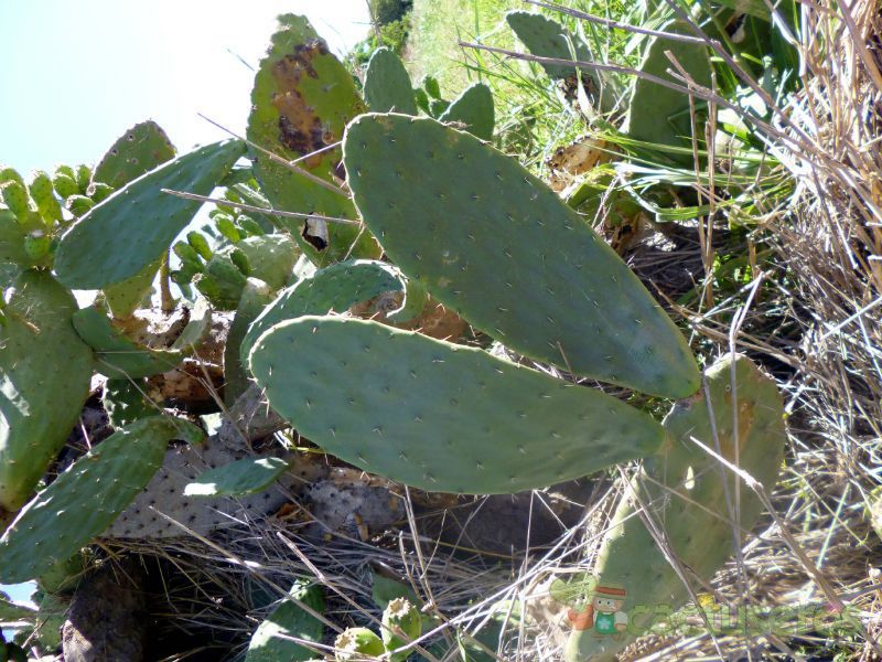 Una foto de Opuntia maxima  