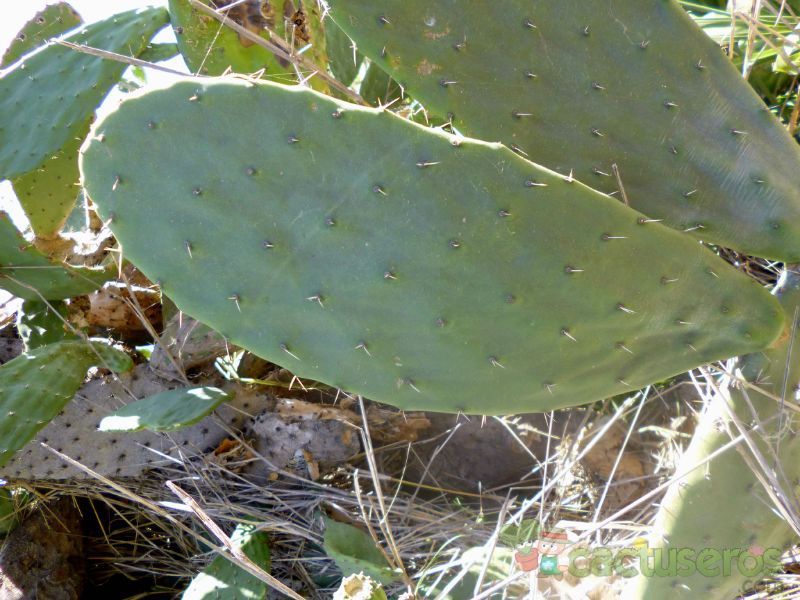 Una foto de Opuntia maxima  