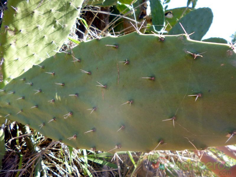 Una foto de Opuntia maxima  