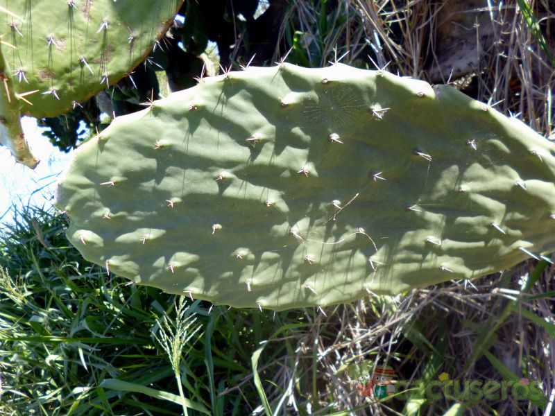 Una foto de Opuntia maxima  