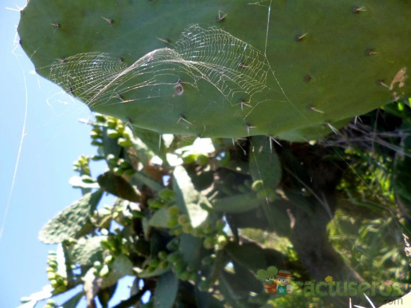 Una foto de Opuntia maxima  